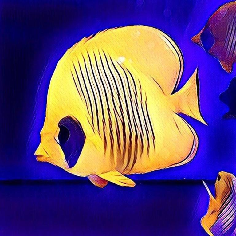 נטפיש נטפיש