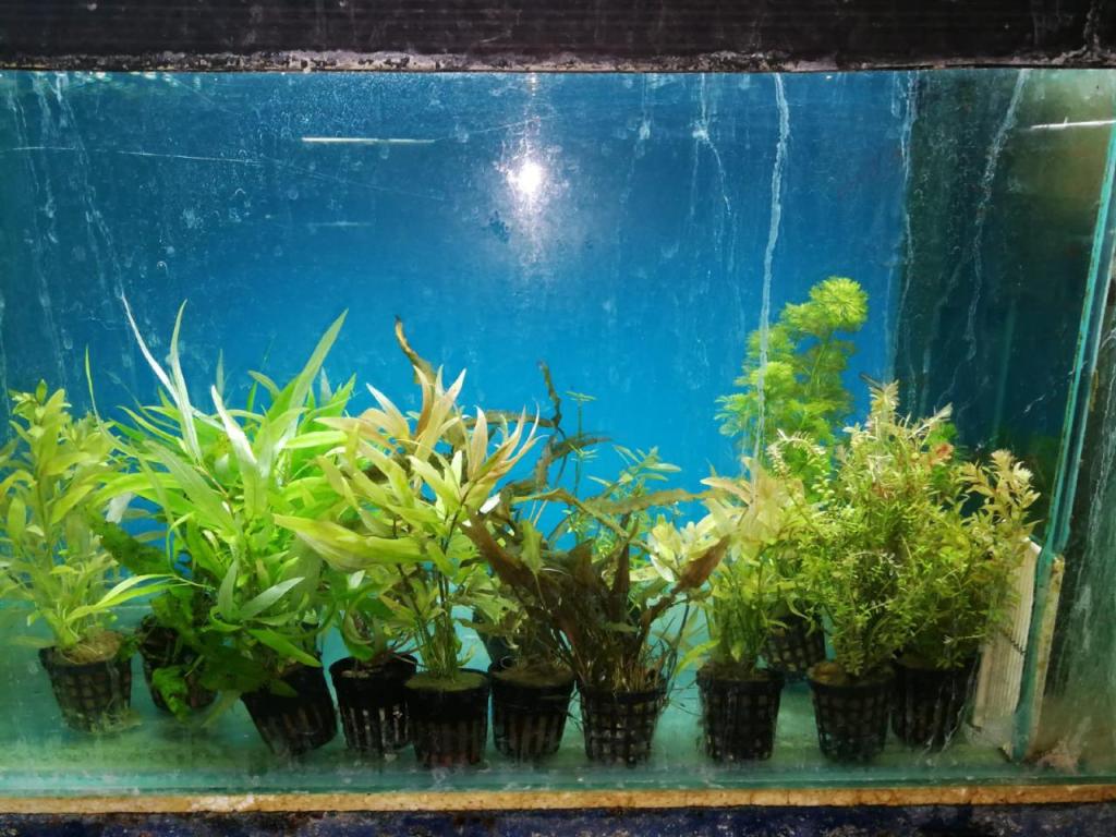 דגי נוי שורשים דגי נוי שורשים