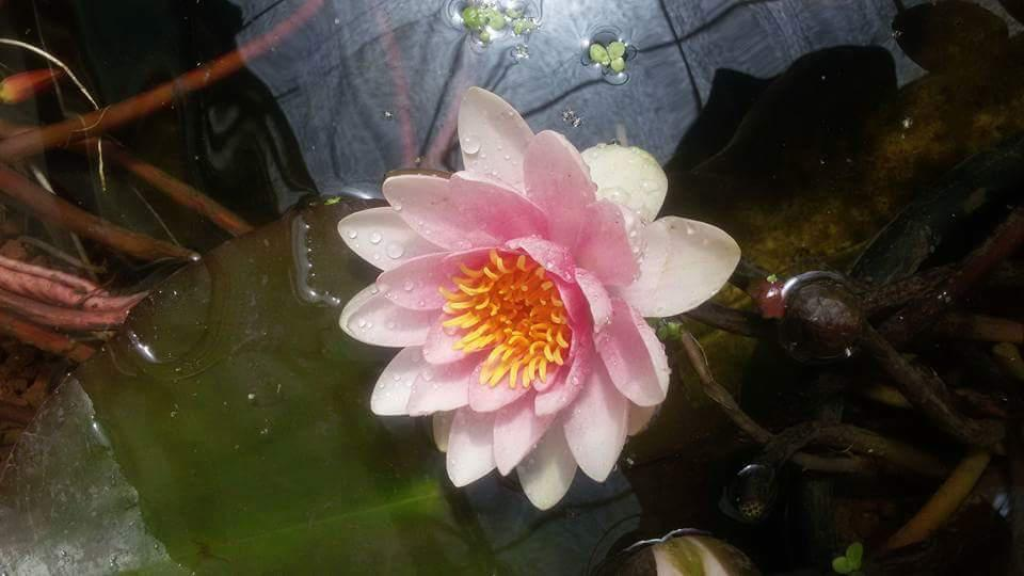 דגי נוי שורשים דגי נוי שורשים