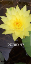 דגי נוי שורשים