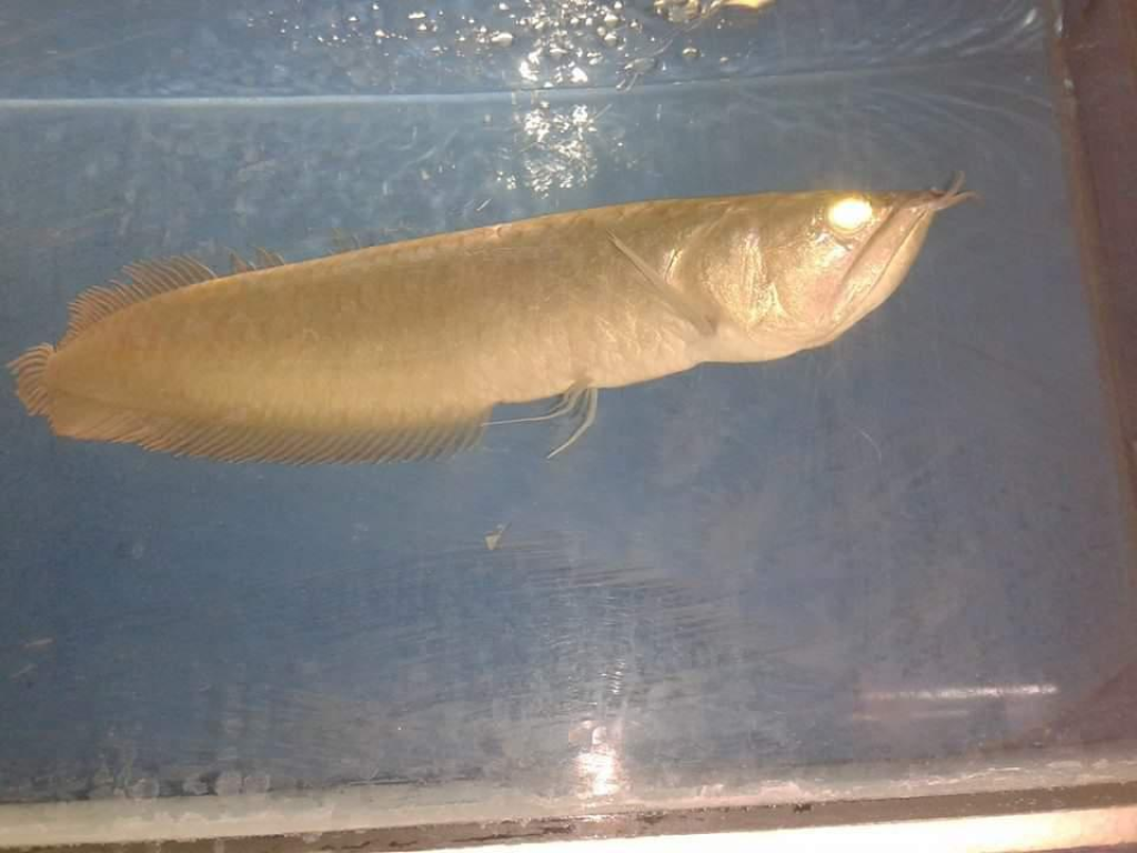 דגי נוי שורשים דגי נוי שורשים