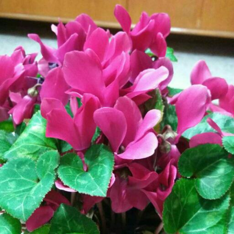 גן ונוי גן ונוי