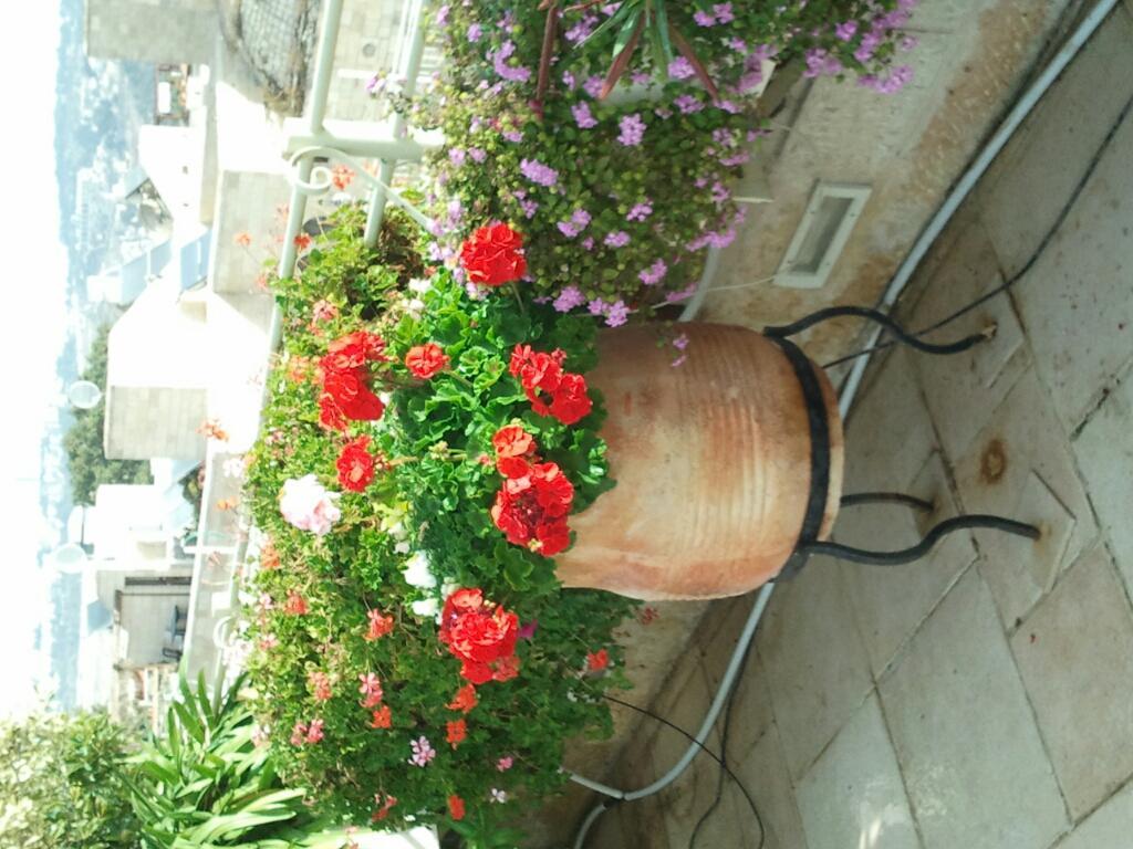 גן ונוי גן ונוי