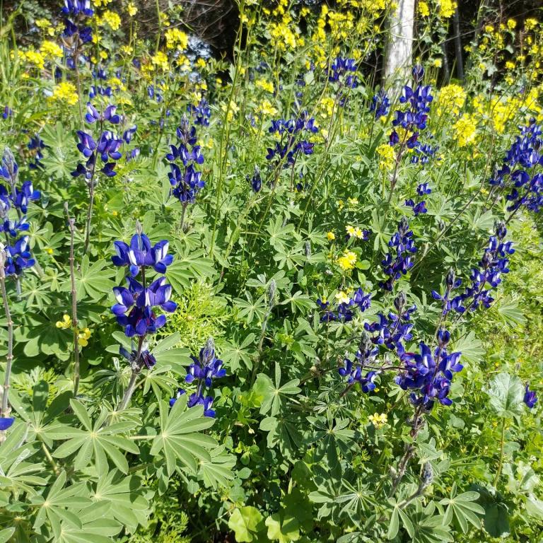 משק הר פרחים משק הר פרחים