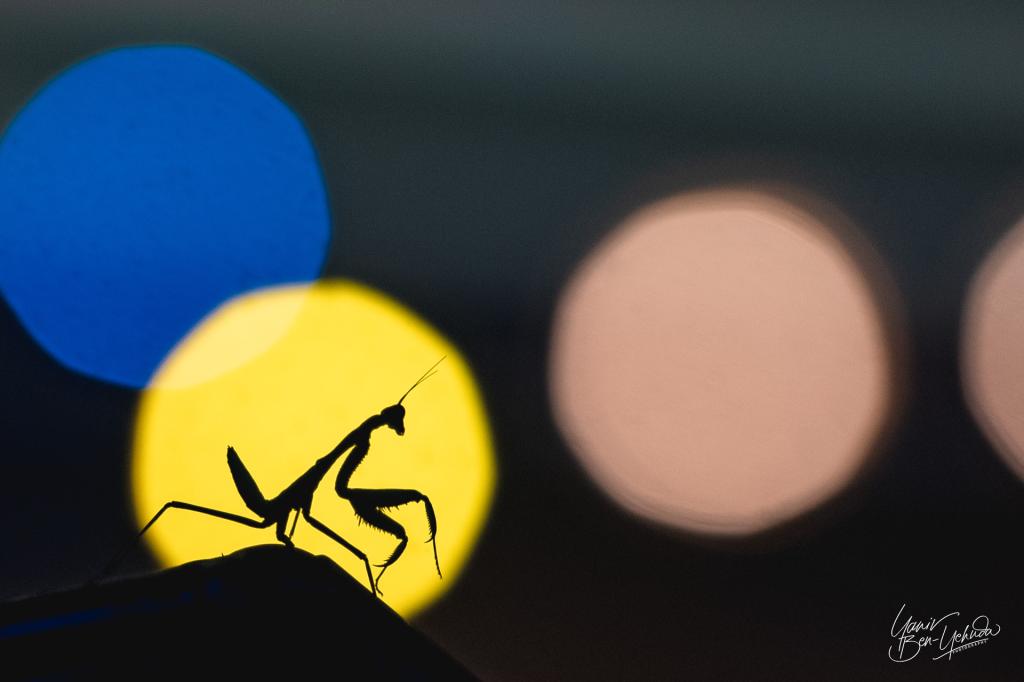 יניב בן יהודה צילום מקצועי יניב בן יהודה צילום מקצועי