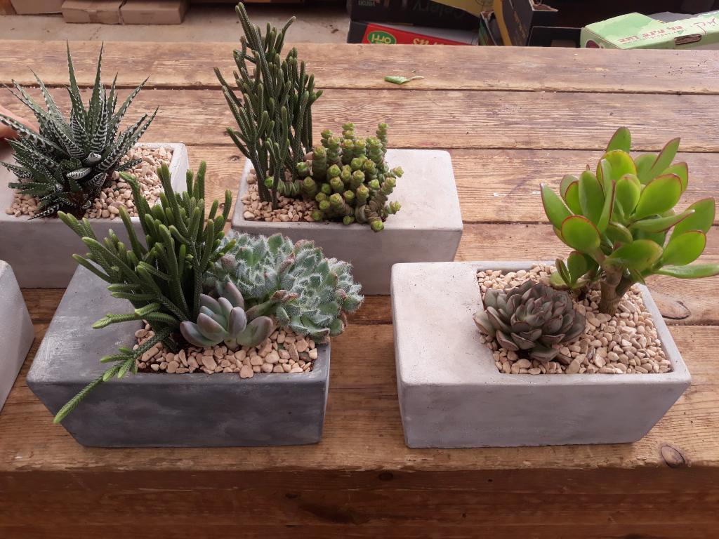 משתלת יהלי משתלת יהלי