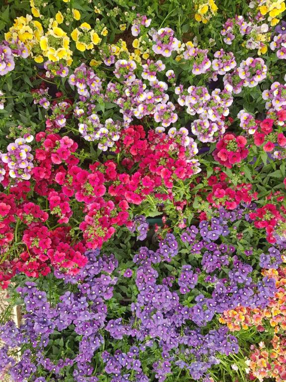 משתלת יהלי משתלת יהלי