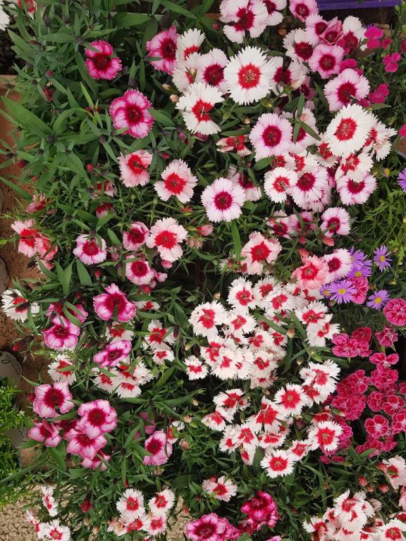 משתלת יהלי משתלת יהלי