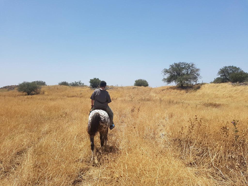 אליעד שרגא ושות' עורכי דין אליעד שרגא ושות' עורכי דין