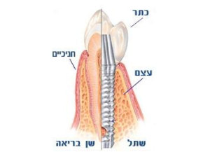 ד"ר אברבנאל גליה