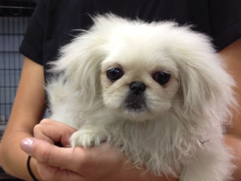 מולי חיות מחמד מולי חיות מחמד