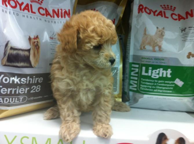 מולי חיות מחמד מולי חיות מחמד