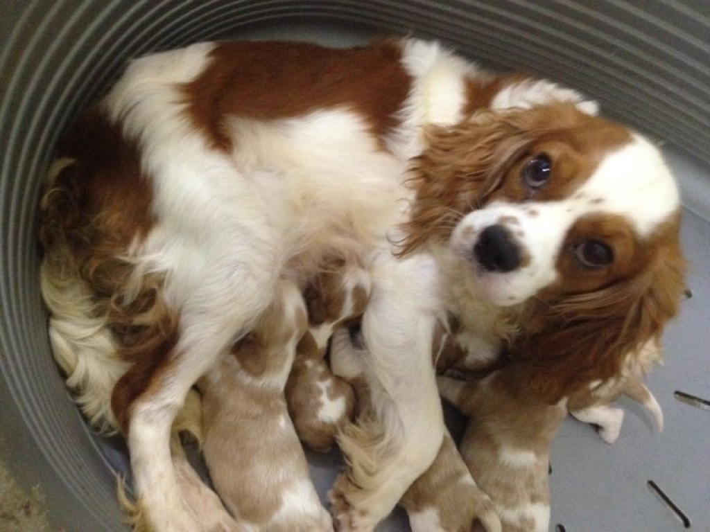 מולי חיות מחמד מולי חיות מחמד