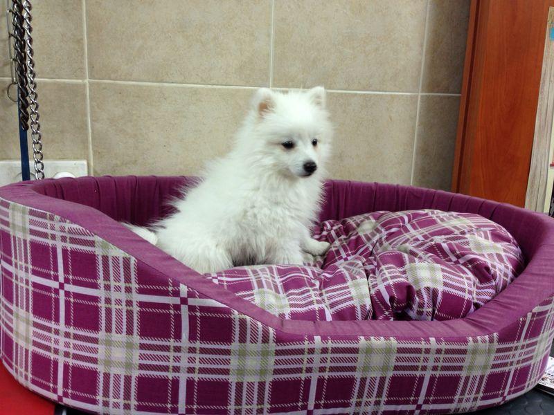 מולי חיות מחמד מולי חיות מחמד