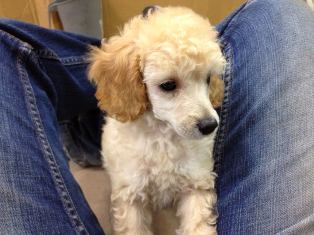 מולי חיות מחמד מולי חיות מחמד