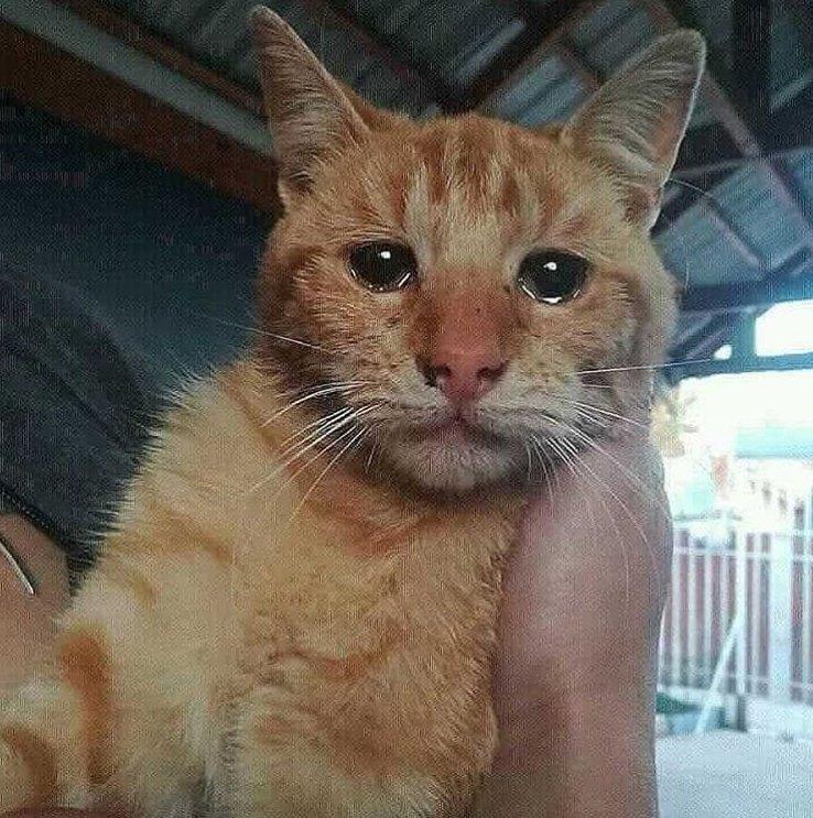 עצם העניין עצם העניין