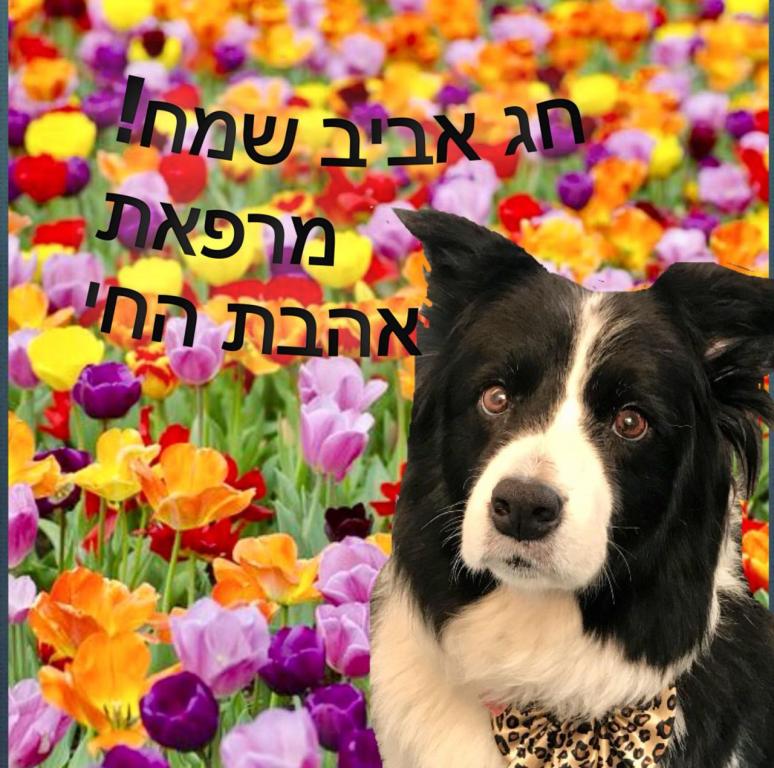 אהבת החי אהבת החי
