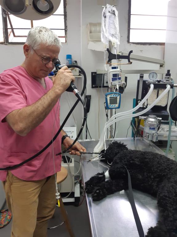 אהבת החי אהבת החי