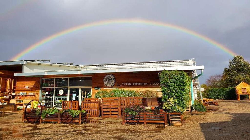 זיו רוזס זיו רוזס