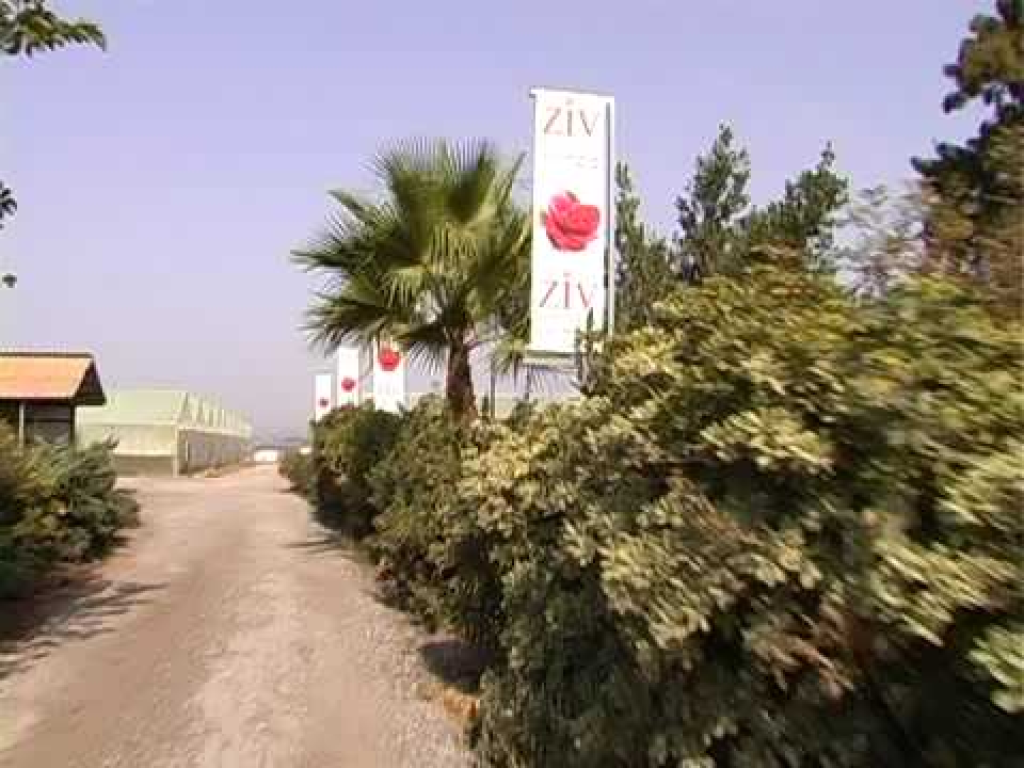 זיו רוזס זיו רוזס