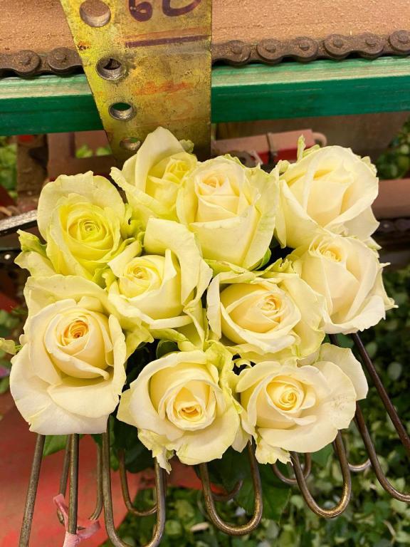 זיו רוזס זיו רוזס