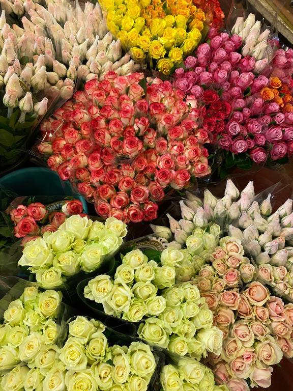 זיו רוזס זיו רוזס