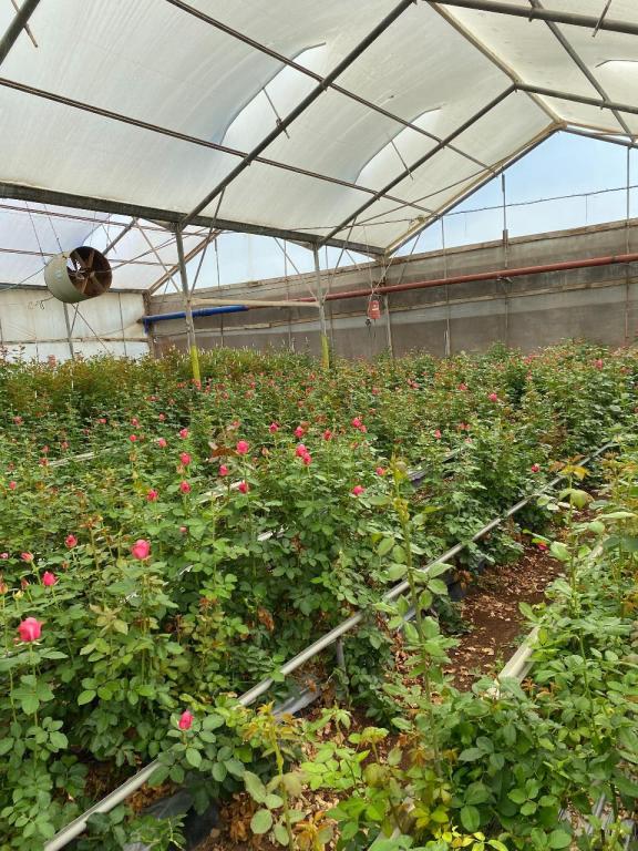 זיו רוזס זיו רוזס