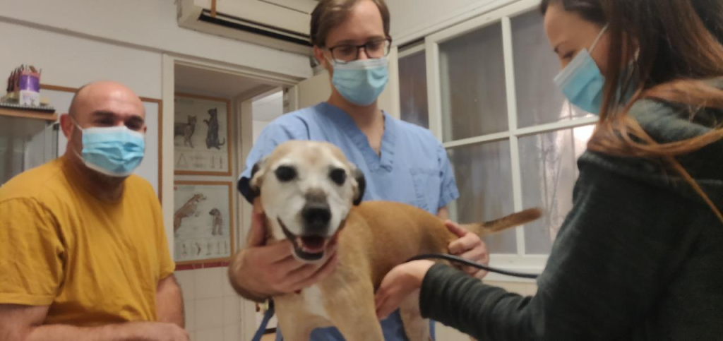 המרכז הוטרינרי רעננה המרכז הוטרינרי רעננה