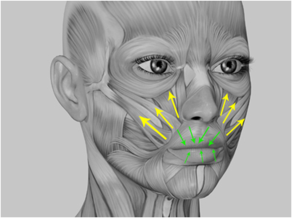 אדית רוט אדית רוט