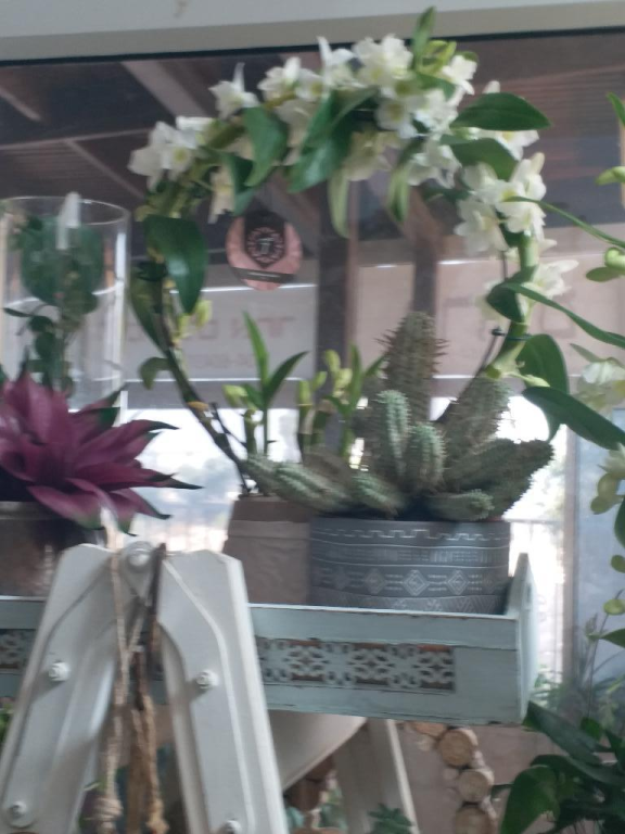 פרחים חנות הפרחים של אורלי פרחים חנות הפרחים של אורלי