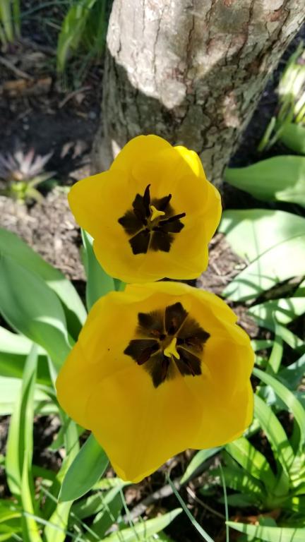 נאוה קוסמטיקה נאוה קוסמטיקה