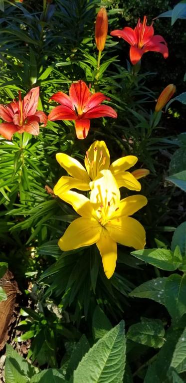 נאוה קוסמטיקה נאוה קוסמטיקה