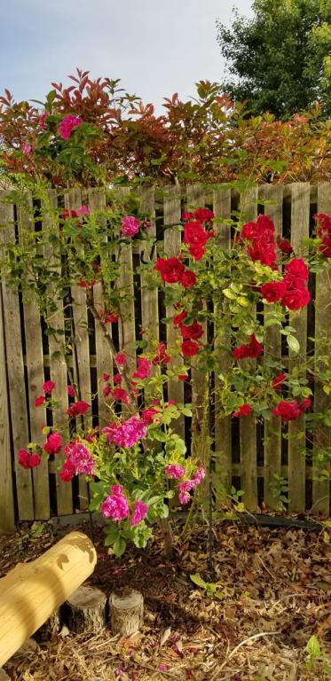 נאוה קוסמטיקה נאוה קוסמטיקה