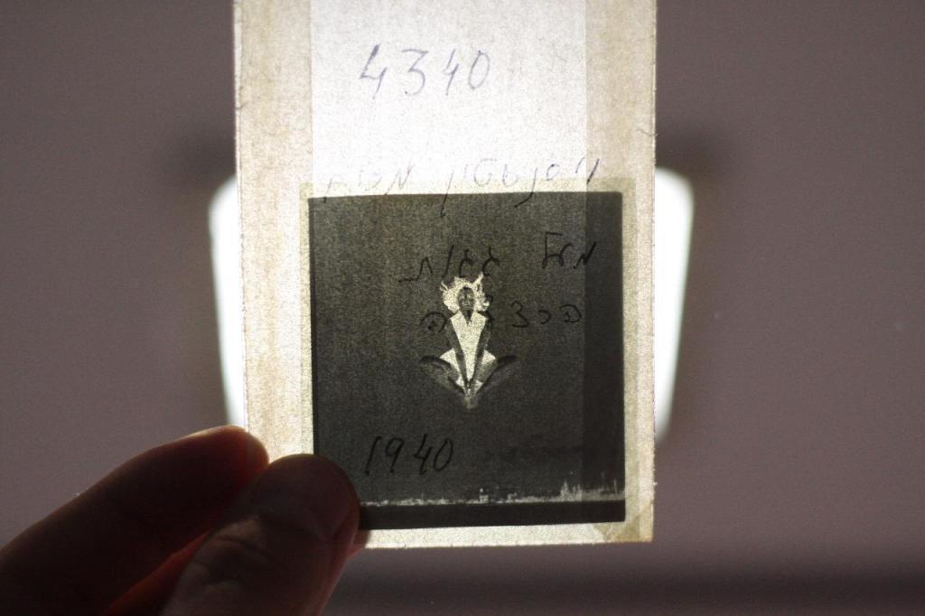 הצלמניה הצלמניה