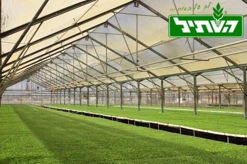 השתיל תדהר השתיל תדהר