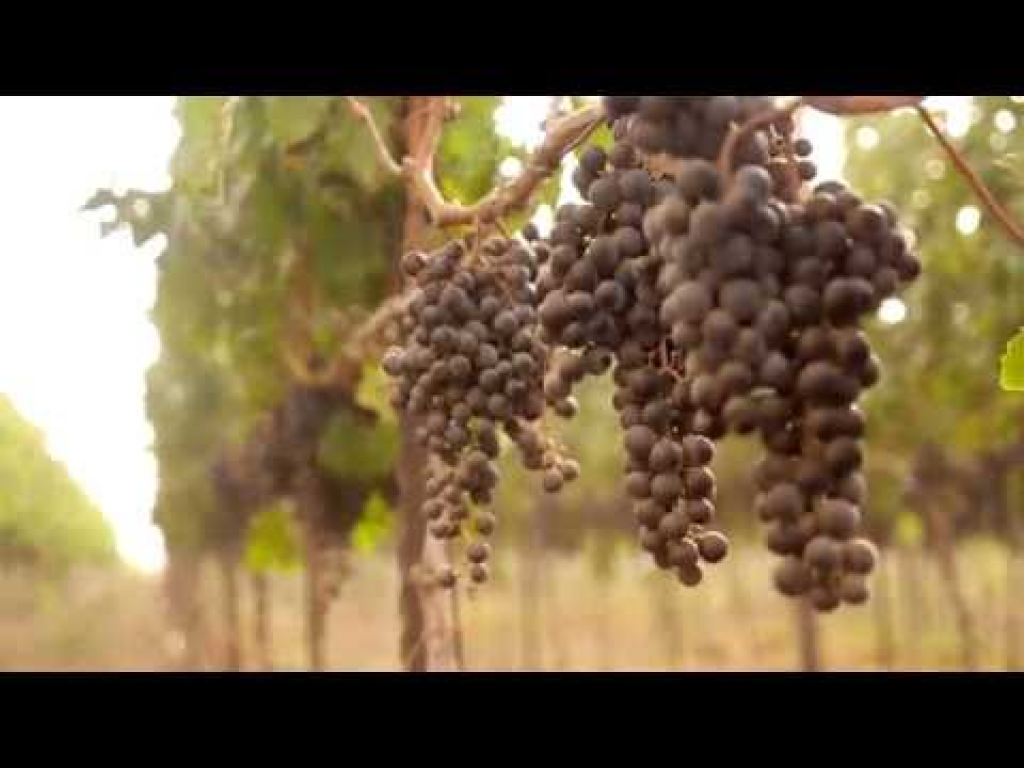 יקב רמת הגולן יקב רמת הגולן