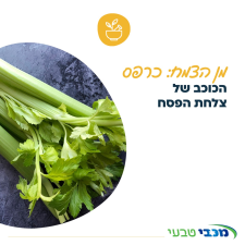 מכבי טבעי