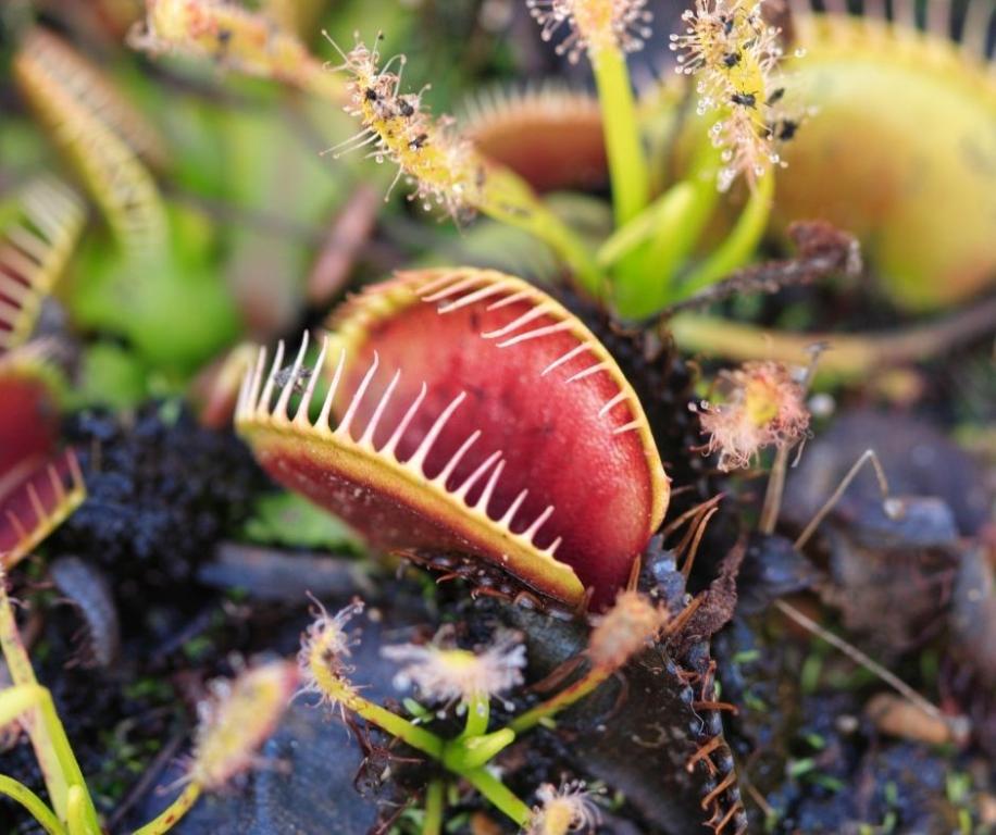 פרומו פרומו