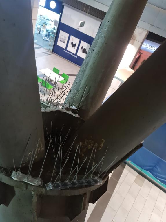 נשר הרחקת יונים נשר הרחקת יונים