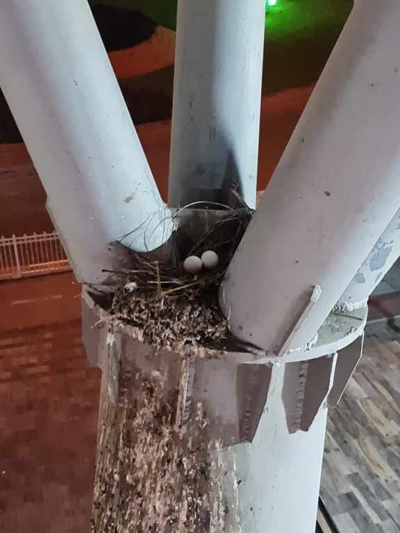 נשר הרחקת יונים נשר הרחקת יונים