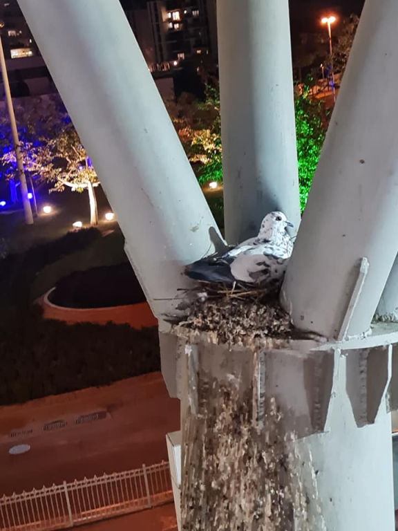 נשר הרחקת יונים נשר הרחקת יונים