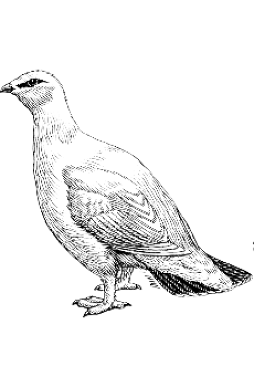 תמם הדברות תמם הדברות