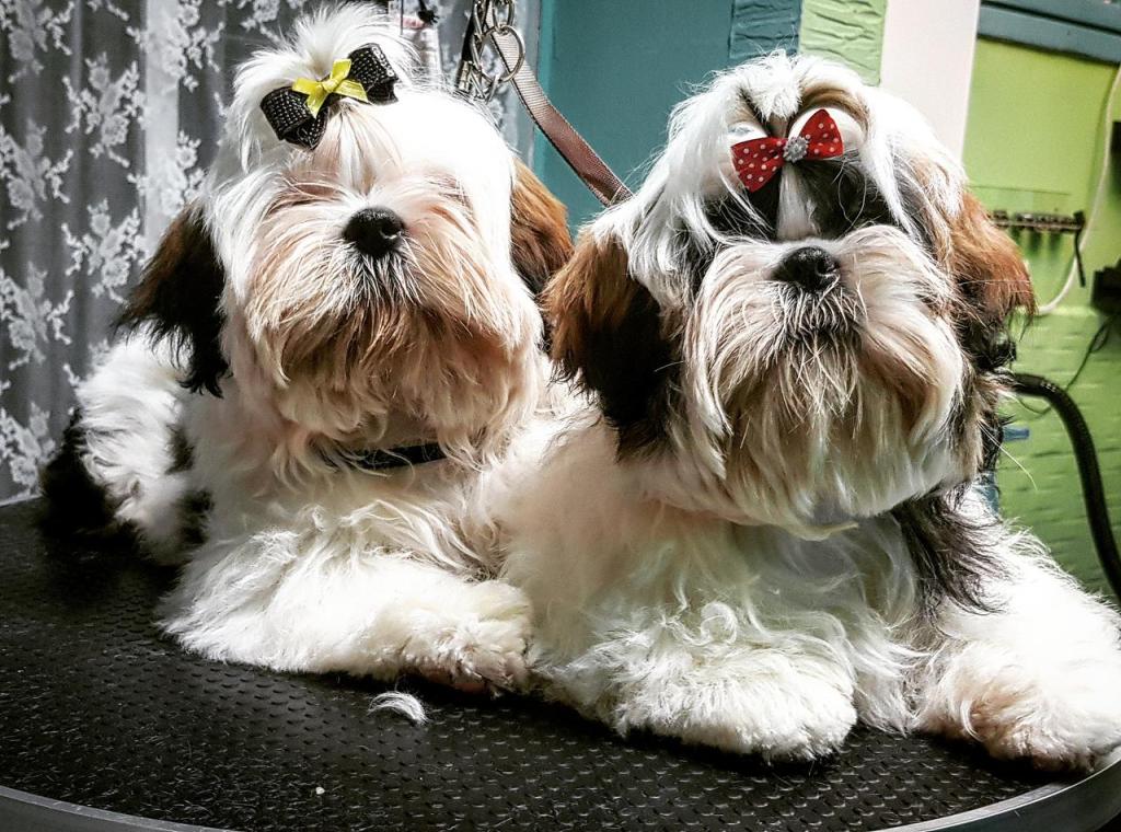 ברוש מספרת כלבים וחתולים ברוש מספרת כלבים וחתולים