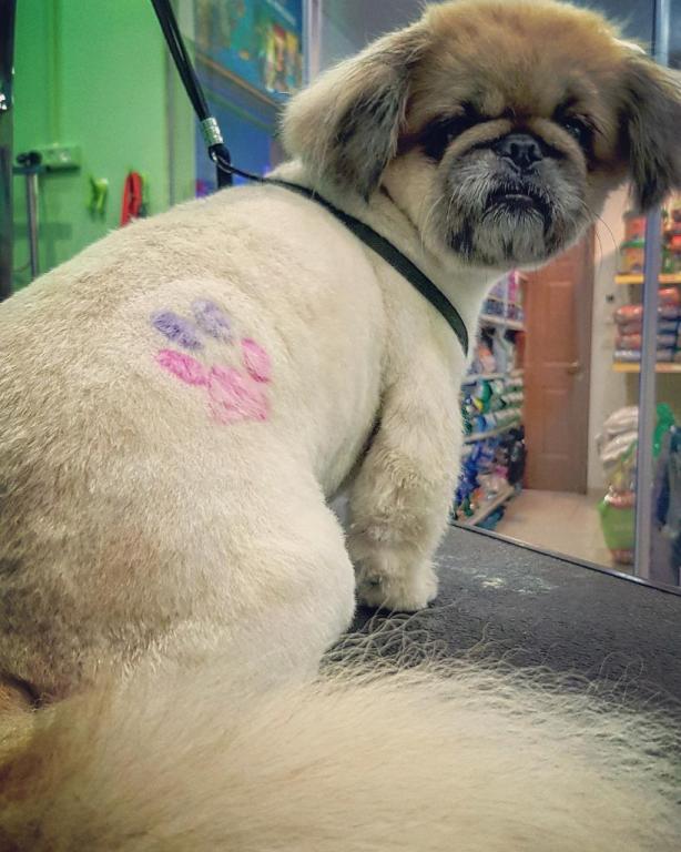 ברוש מספרת כלבים וחתולים ברוש מספרת כלבים וחתולים