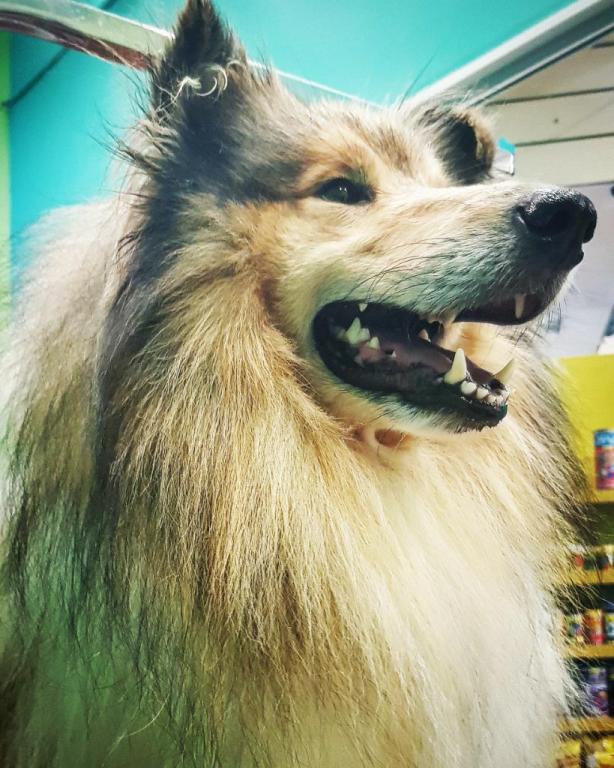 ברוש מספרת כלבים וחתולים ברוש מספרת כלבים וחתולים