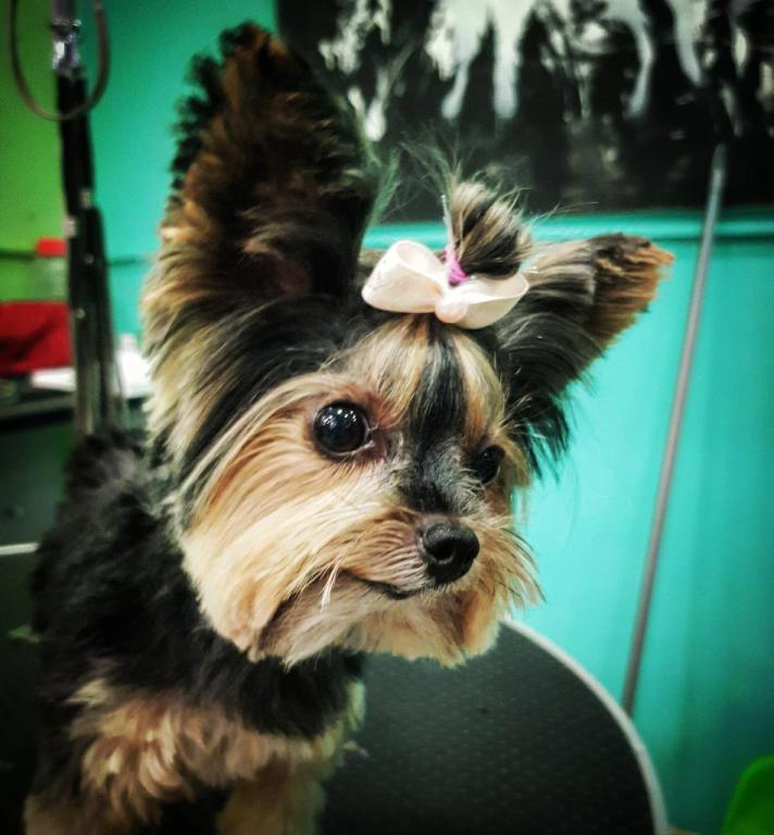 ברוש מספרת כלבים וחתולים ברוש מספרת כלבים וחתולים