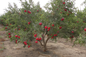 משתלות שוטן
