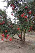 משתלות שוטן