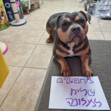 מלונה בהר