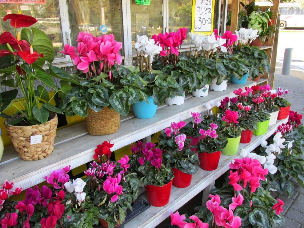 פרחים בנעם פרחים בנעם